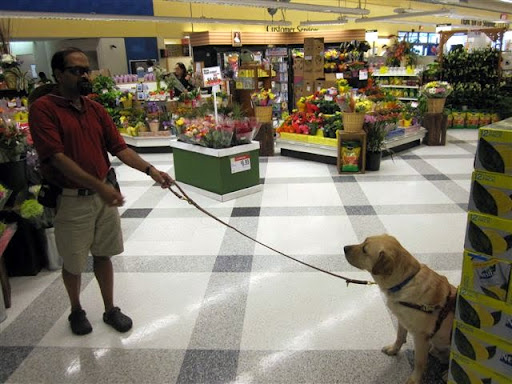 Tilden doing obedience inside a store